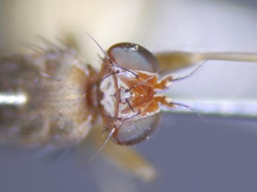 Réf. 211 104 : Geomyza tripunctata
